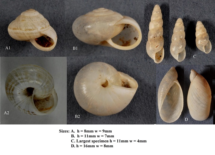 shells ID